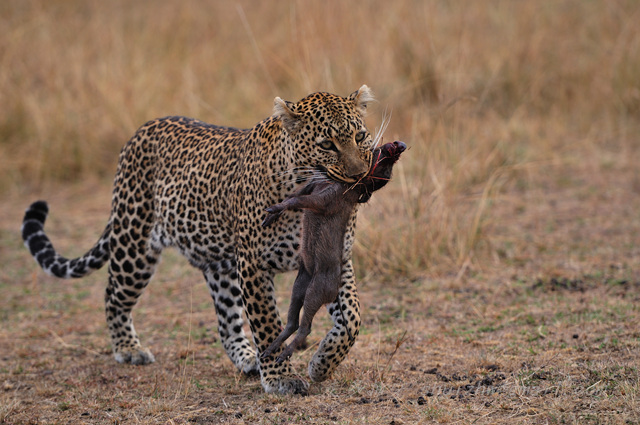 肯尼亚,动物世界(三)--狮子、豹、斑鬣狗 - 尼康