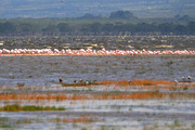 肯尼亚，动物世界（五）——鸟类世界