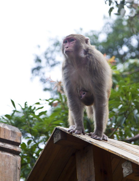 【桂平-龙潭国家森林公园的猴子们摄影图片】