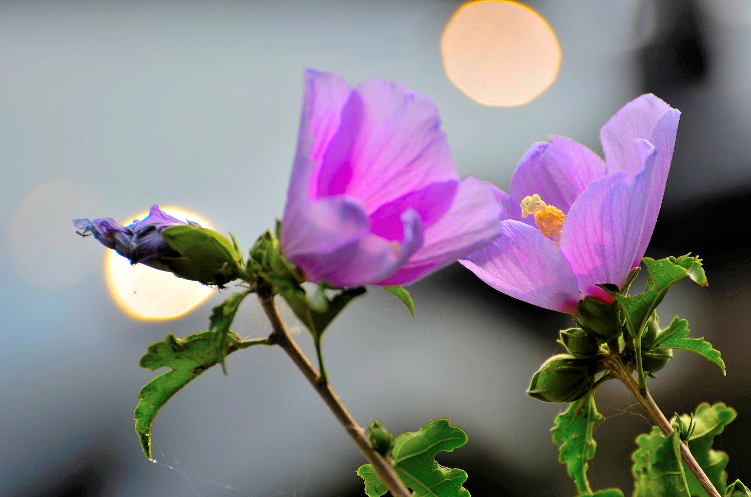 【夏季花卉--木槿摄影图片】郑州生态摄影