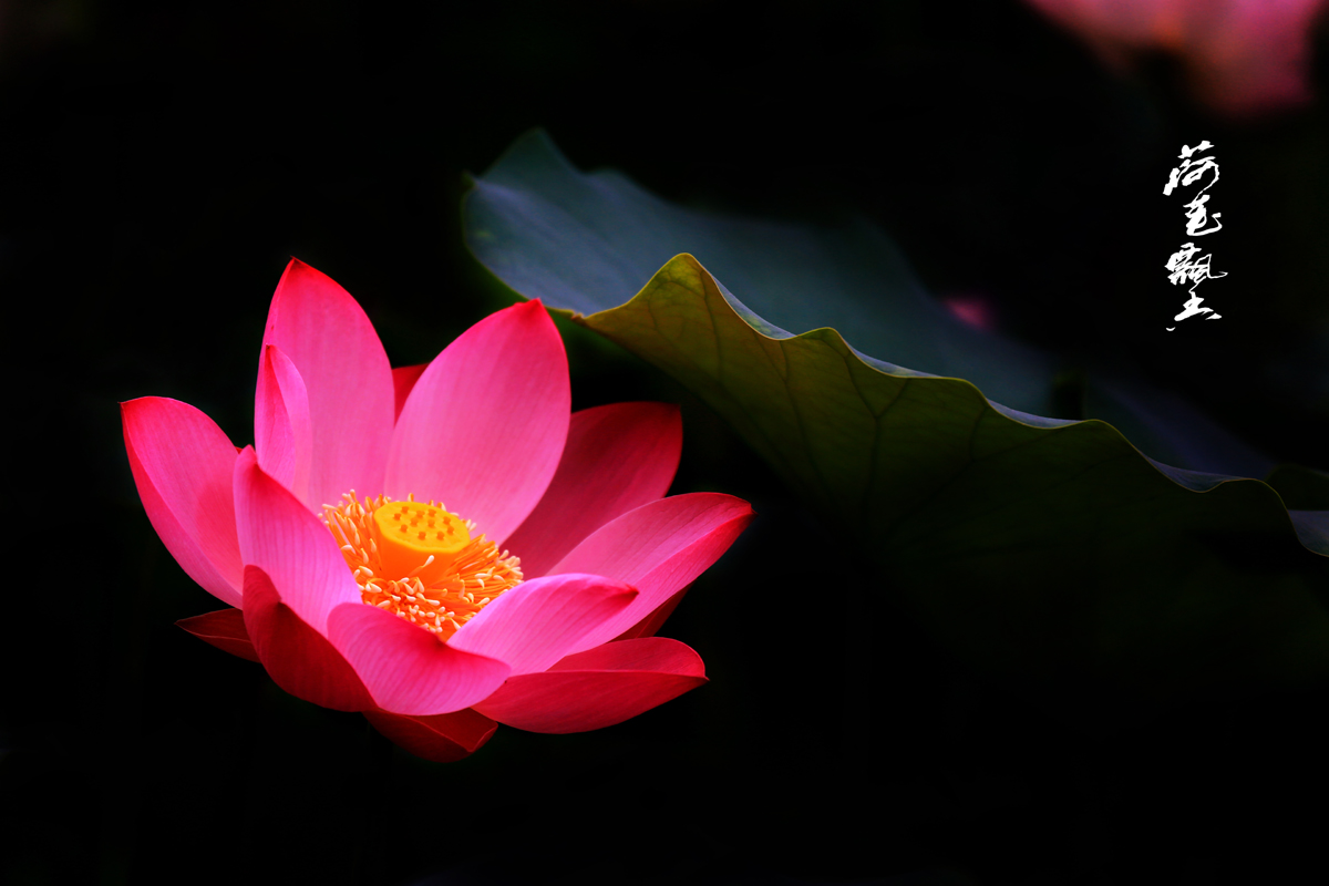 莲花与佛教的密切关系