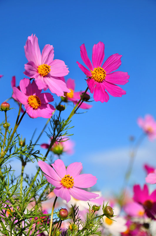 格桑花儿开