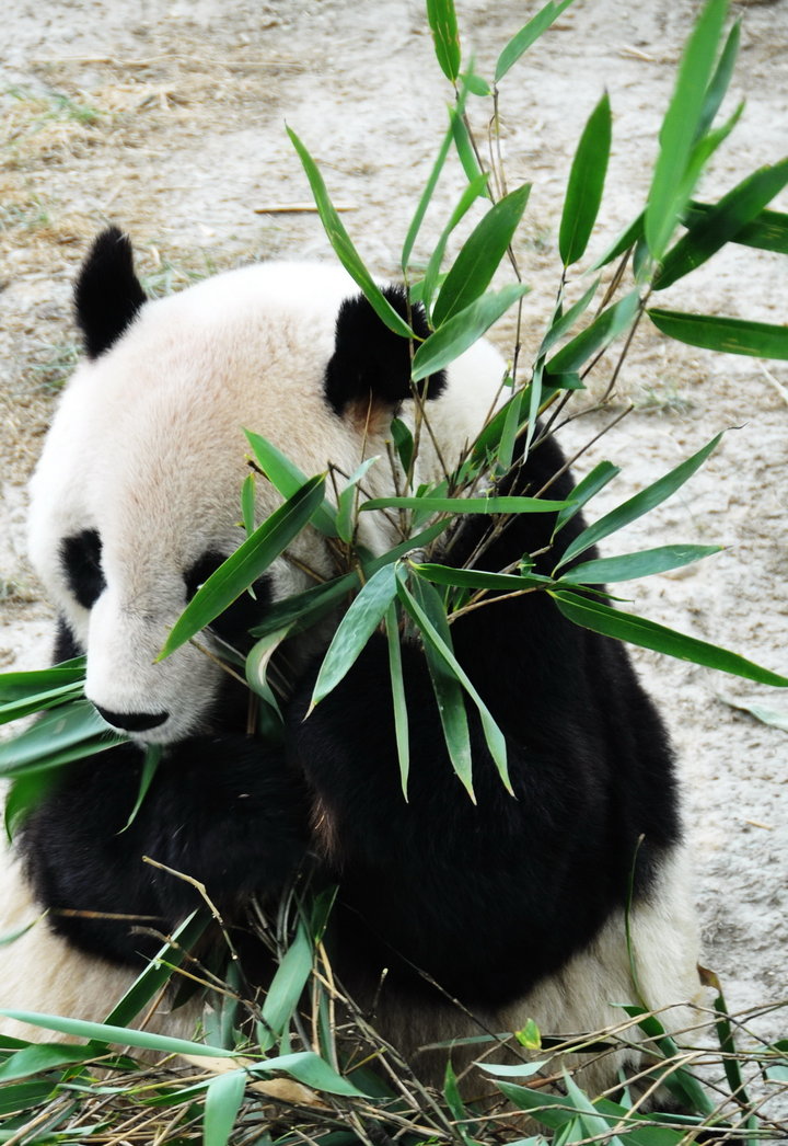 【熊猫餐态摄影图片】西安世博园生活摄影_太平洋电脑网摄影部落