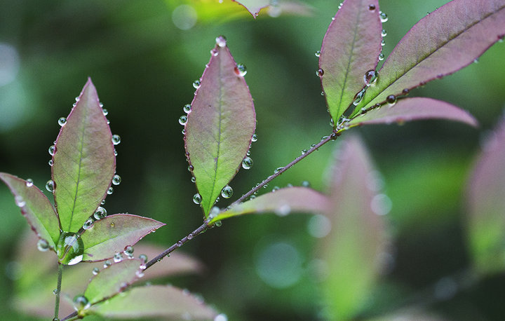 秋雨