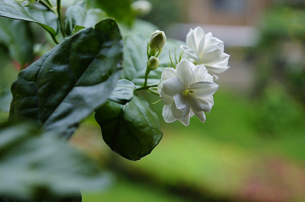 深秋的茉莉花