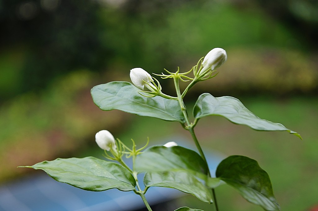 深秋的茉莉花