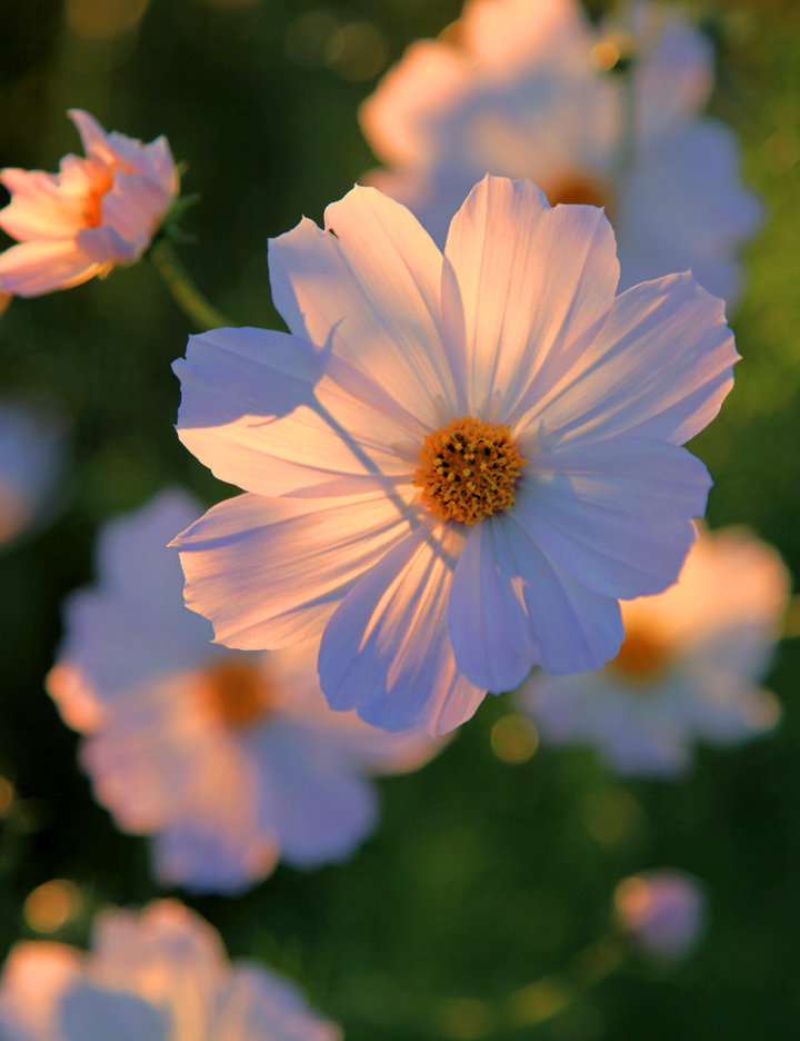 夕阳下的花朵