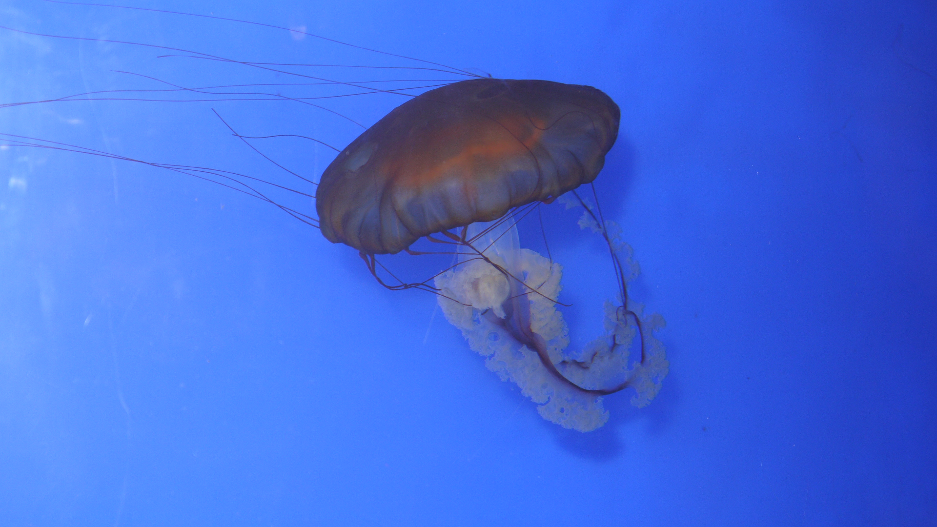【水母摄影图片】水族馆生态摄影_天空中翱翔_太平洋电脑网摄影部落
