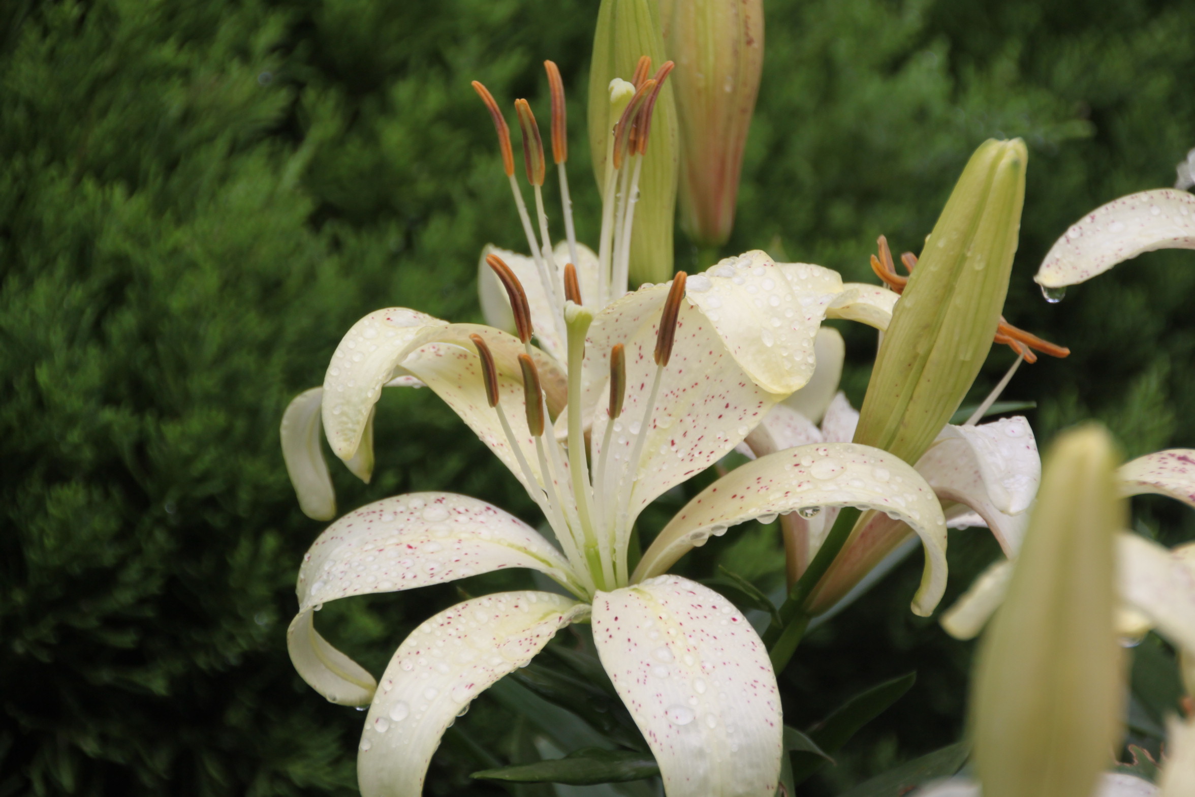 秋天里的百合花