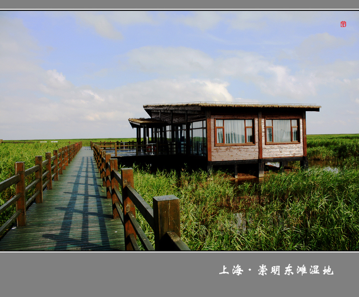 【上海·崇明东滩湿地摄影图片】上海 崇明岛