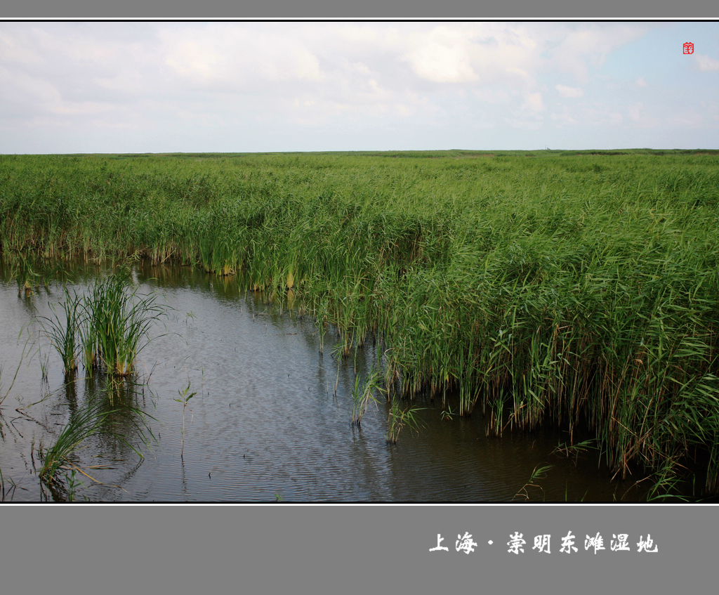 上海·崇明东滩湿地