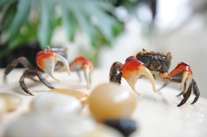 【可爱的山螃蟹摄影图片】家生态摄影_非常简