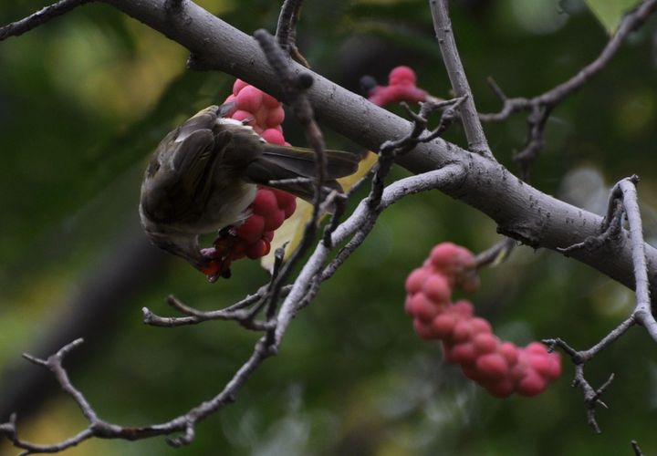 【白头翁与玉兰花种子摄影图片】泉城公园生态