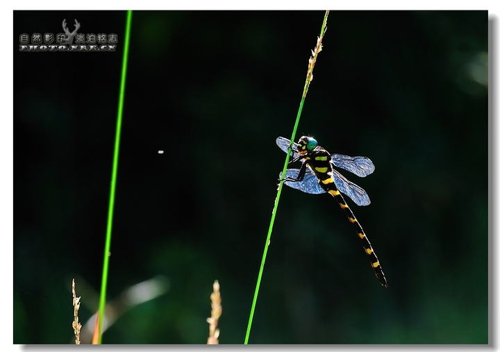 【蜻蜓与豆娘摄影图片】清凉峰自然保护区人像