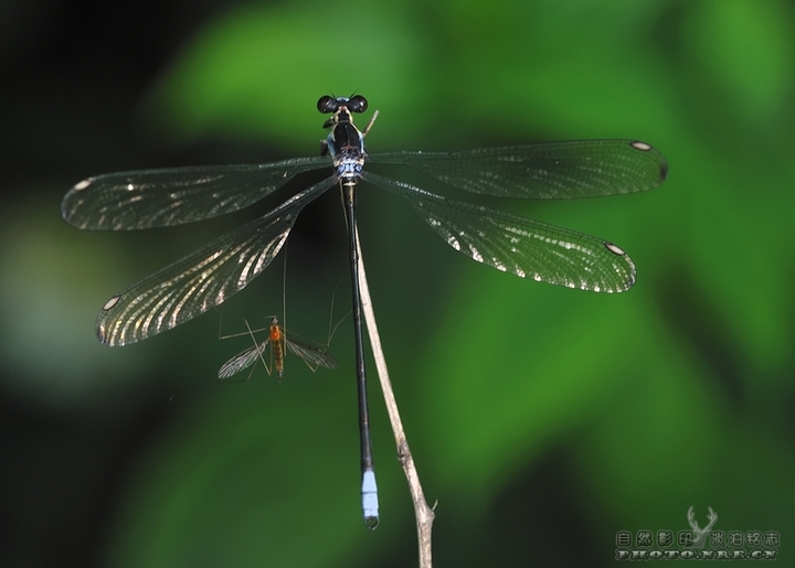 【蜻蜓与豆娘摄影图片】清凉峰自然保护区人像