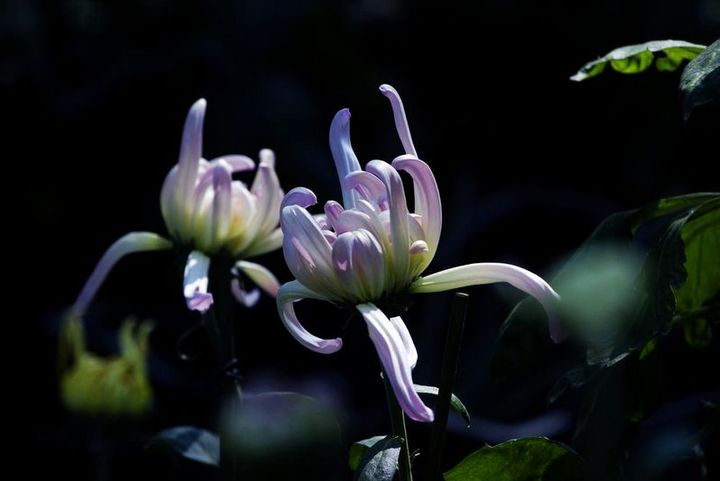 【秋天的花仙子摄影图片】武汉植物园生态摄影