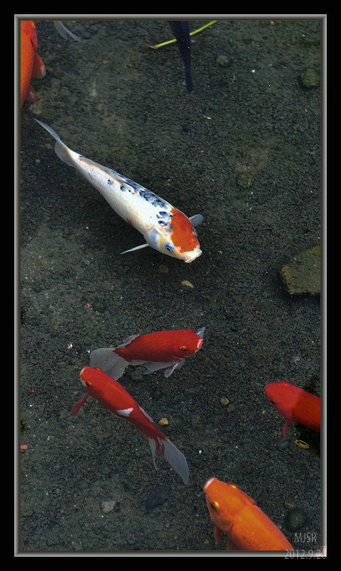 锦鱼游泳