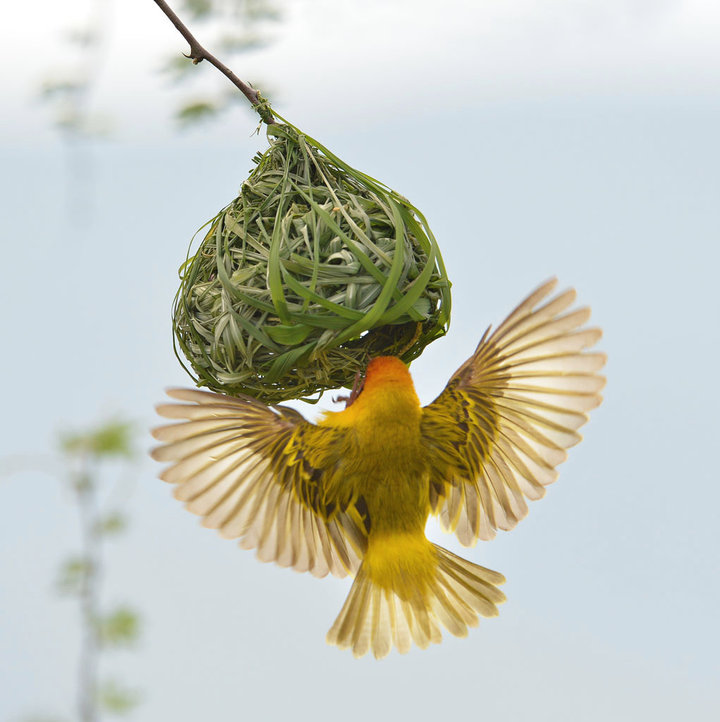 【【蒙面织巢鸟】摄影图片】肯尼亚生态摄影