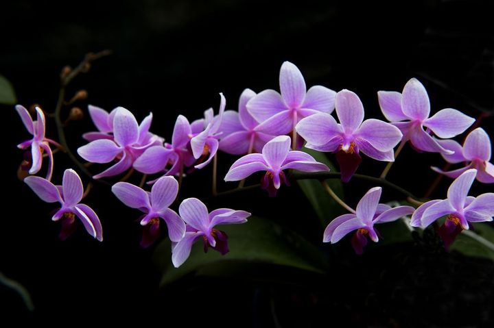 【蝴蝶兰摄影图片】沈阳马三家光辉农场生态摄