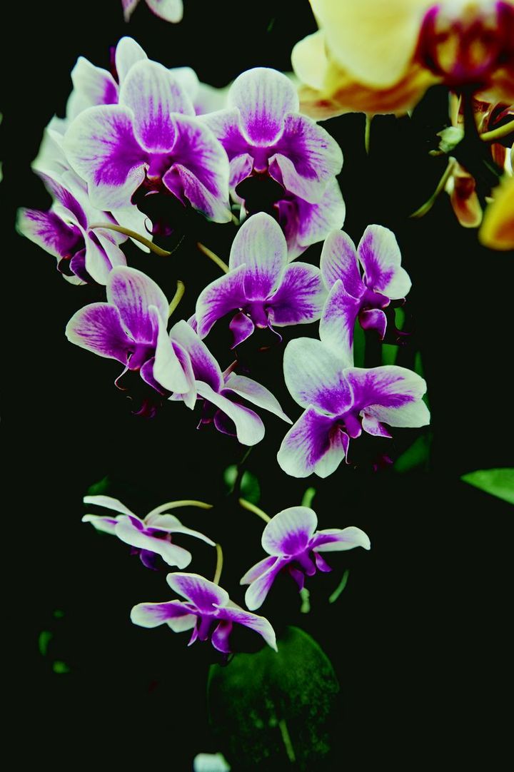 【蝴蝶兰摄影图片】沈阳马三家光辉农场生态摄