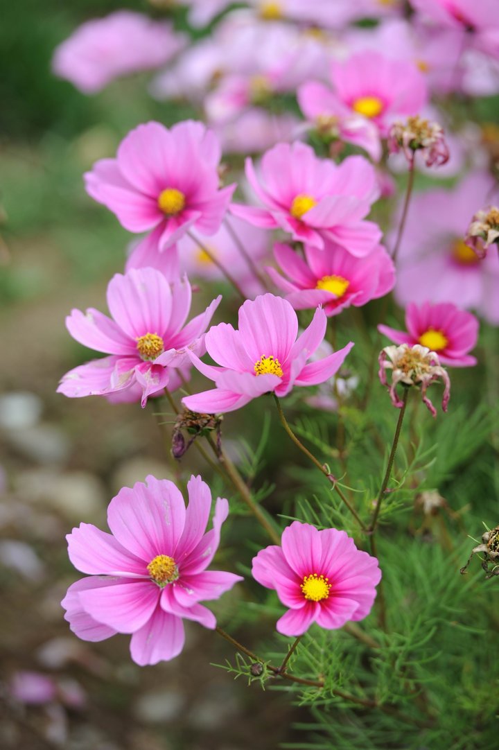 高原上的花朵