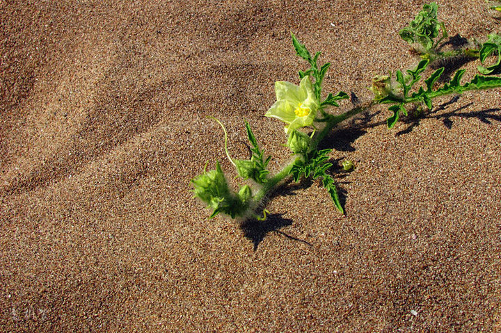 【沙漠之花(卡片机)摄影图片】海边生态摄影