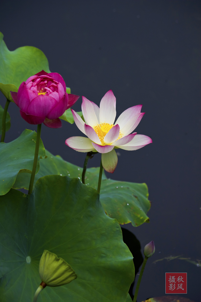 【荷花节摄影图片】上海古猗园生活摄影_太平洋电脑网