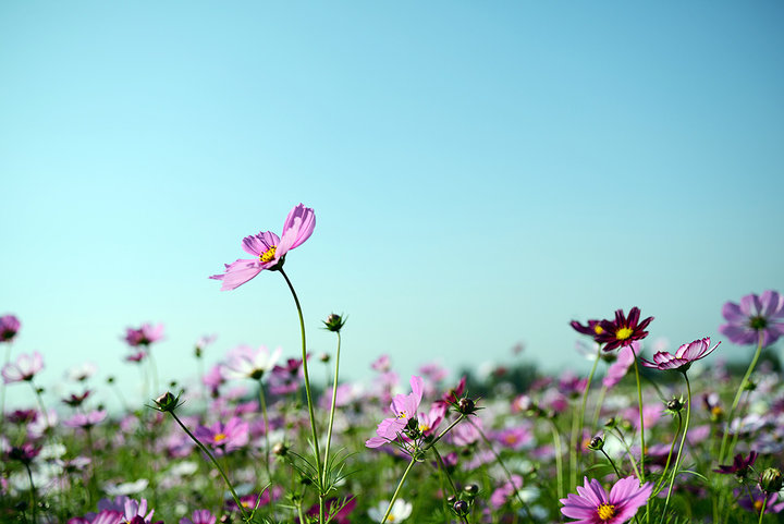 花花草草