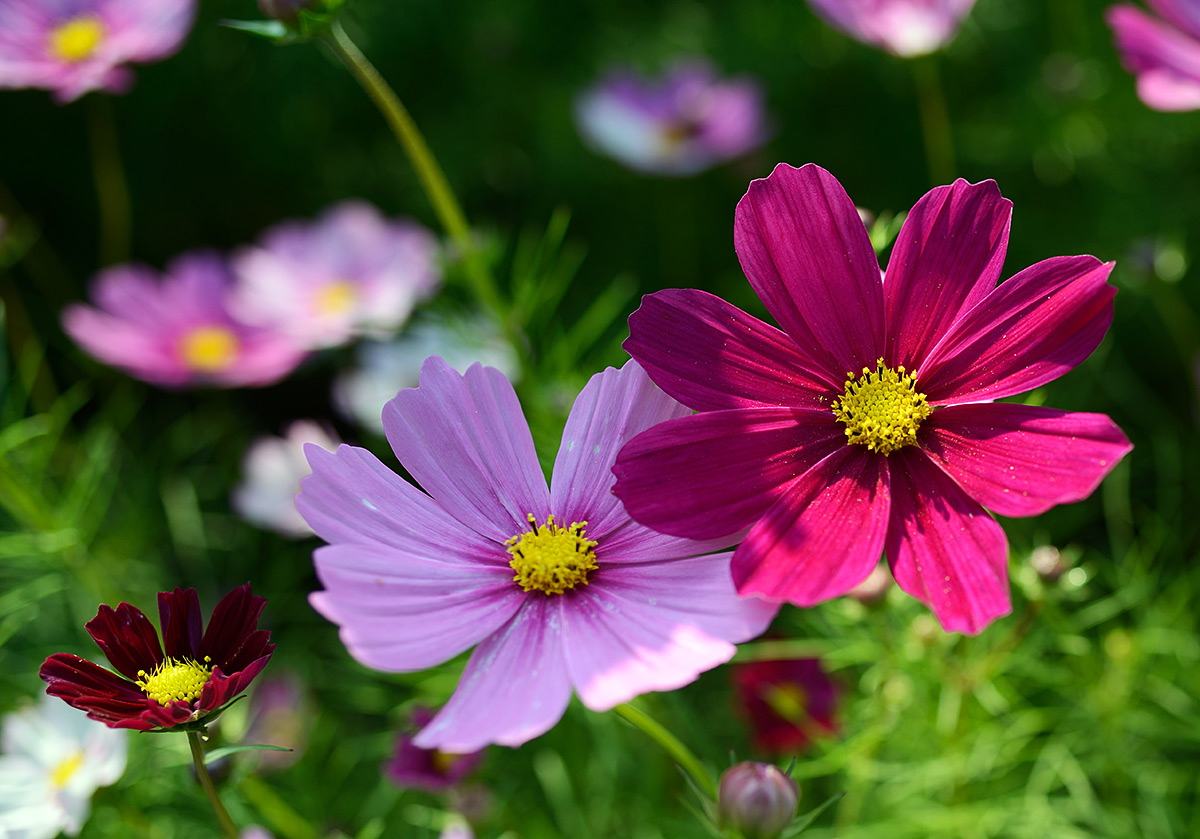 花花草草