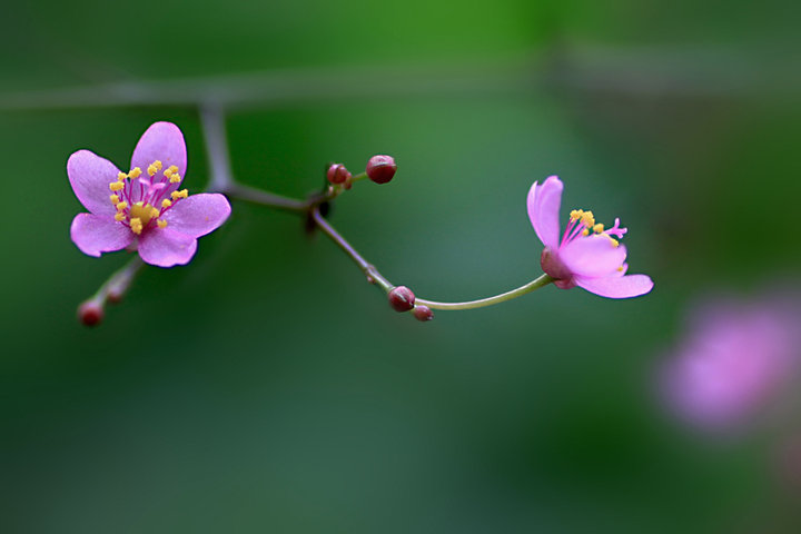 雅丽栌兰