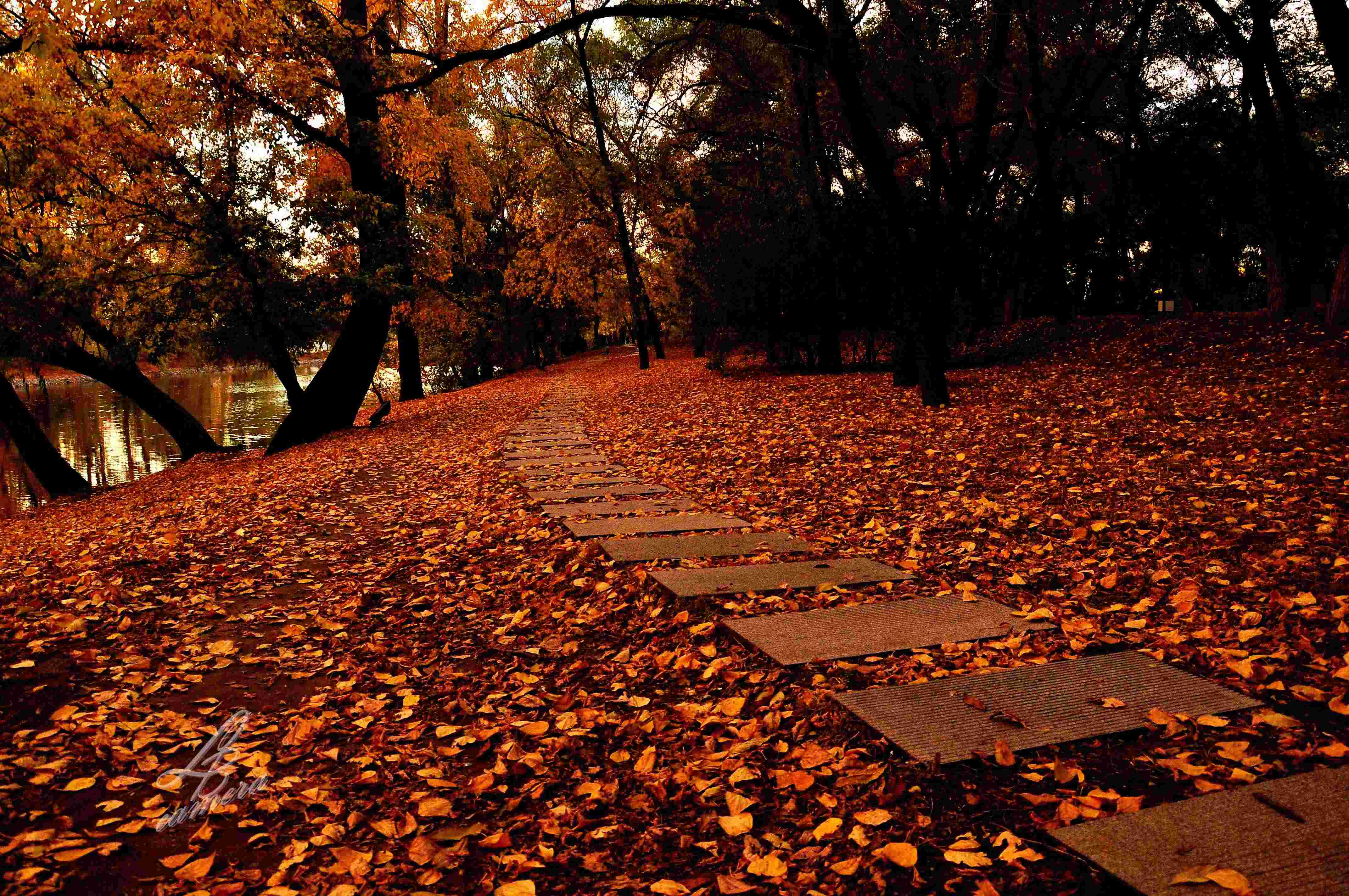 秋风吹下的落叶图片桌面壁纸_秋天的落叶电脑壁纸图片_三千图片网