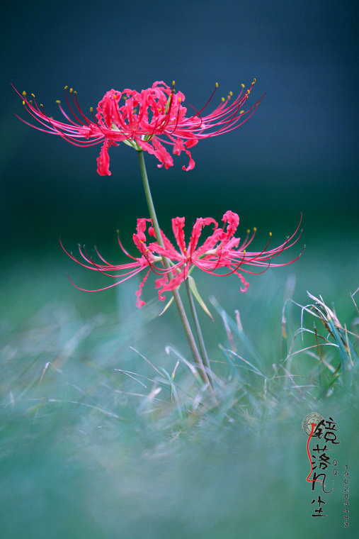 彼岸花开开彼岸