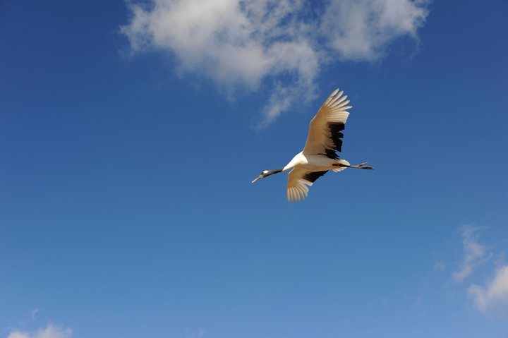 鹤舞长空
