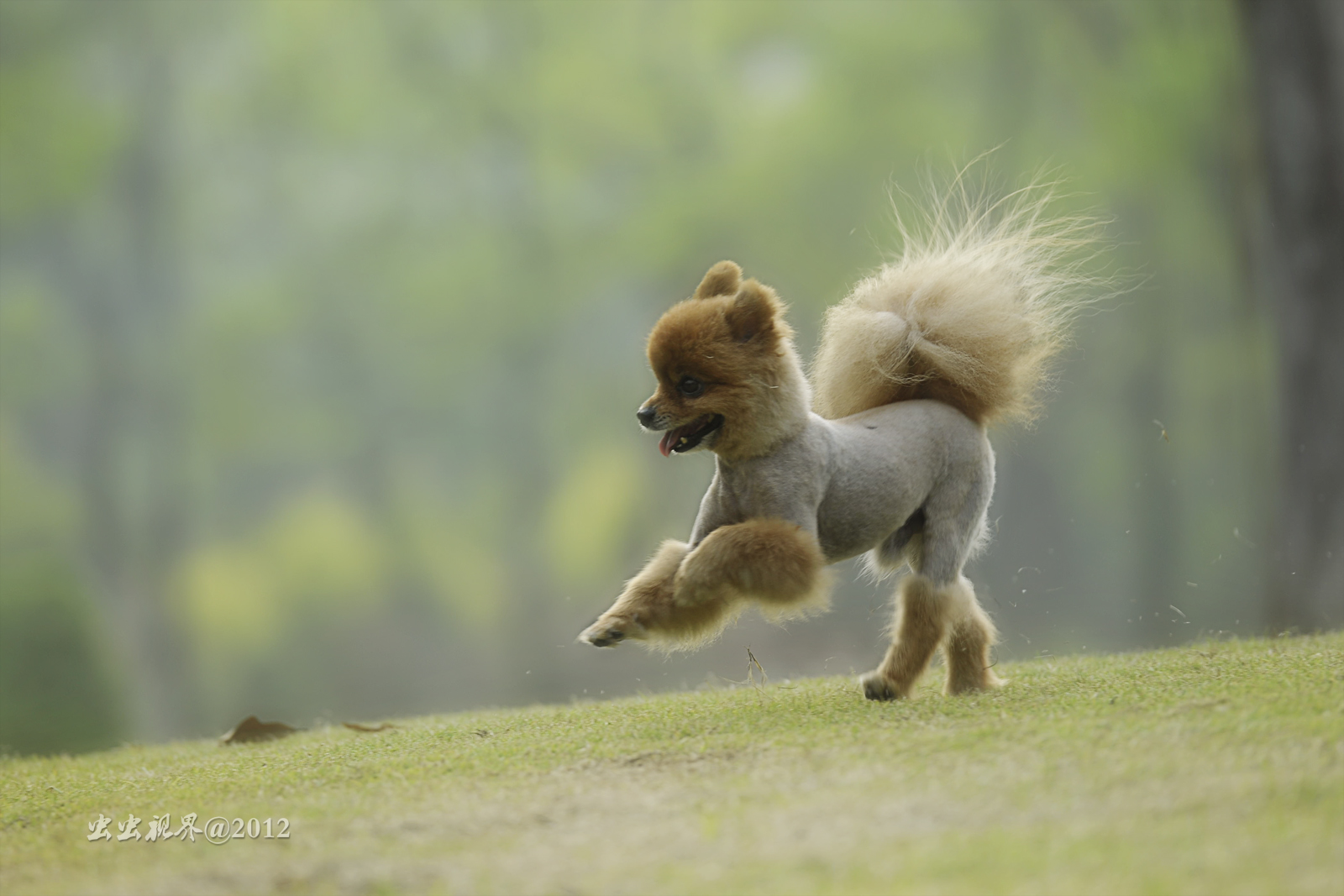 【好萌的宠物犬摄影图片】广州二沙岛生态摄影_虫虫