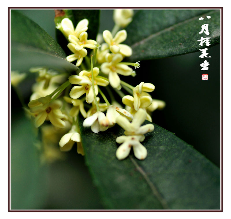 八月桂花香