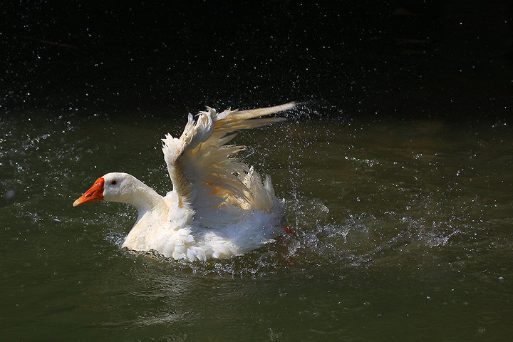 【白鹅戏水摄影图片】太湖湿地生态摄影_山猫的脚印