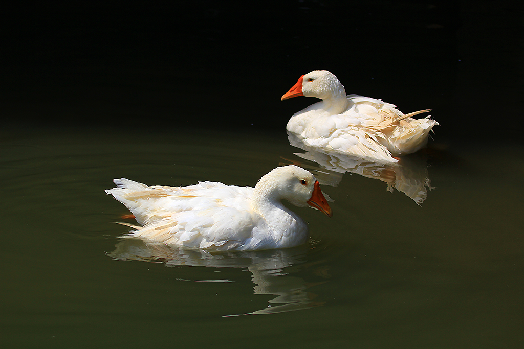 【白鹅戏水摄影图片】太湖湿地生态摄影_山猫的脚印
