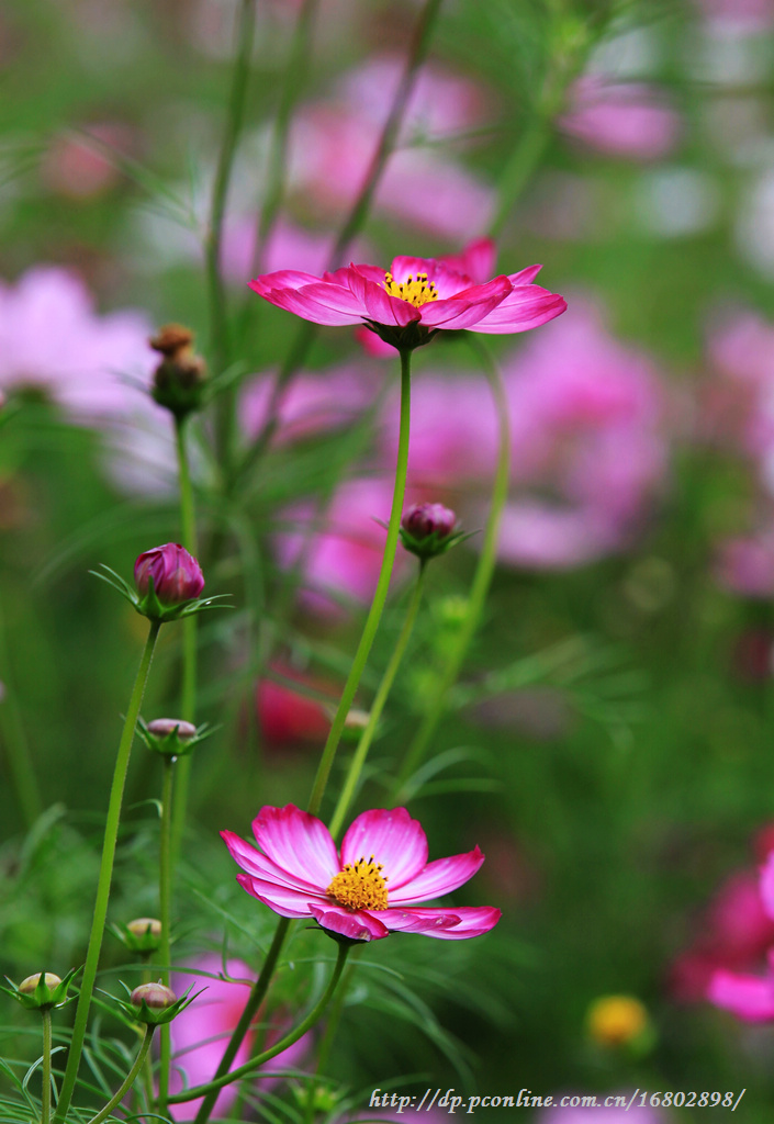 格桑花开