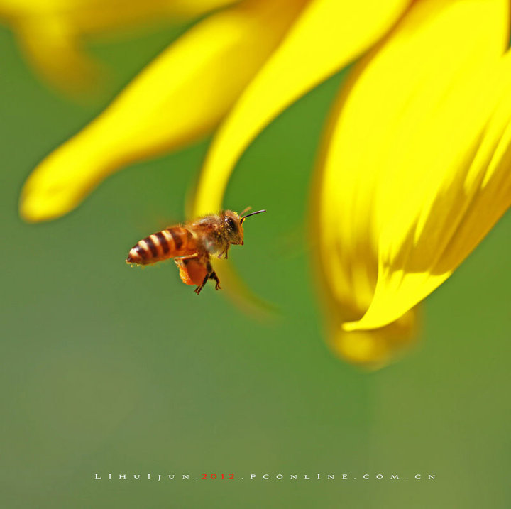 摄影论坛 摄影作品区 动植物与微距 正文 收藏  摄影器材:佳能 eos 5d