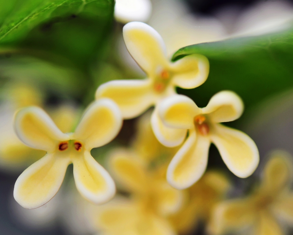 桂林桂花