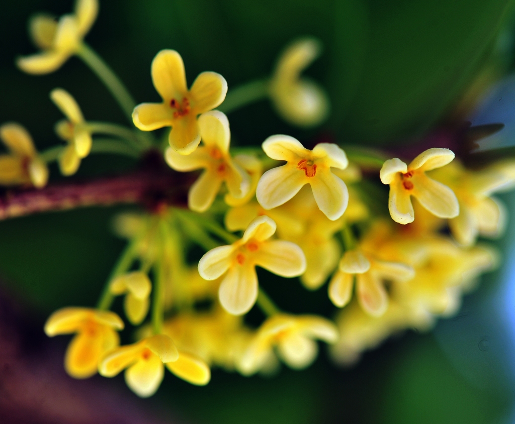 桂林桂花