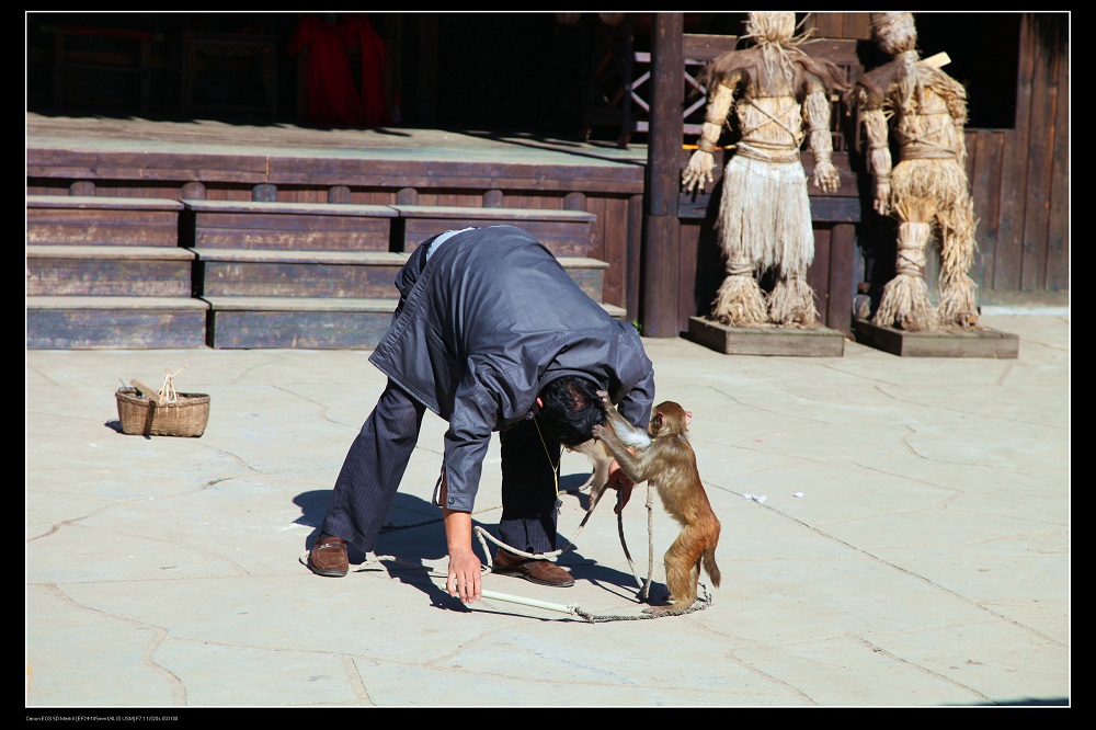 人被猴耍