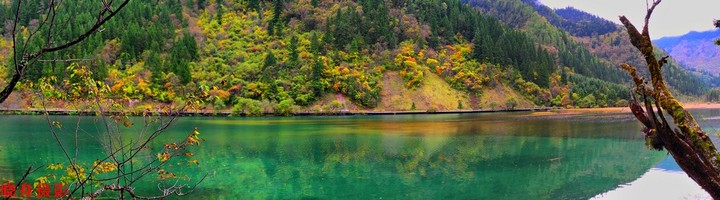 九寨沟箭竹海