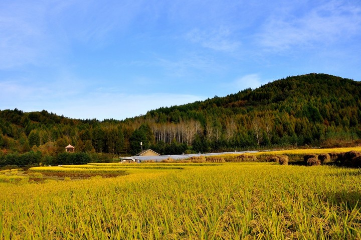 稻花香里话丰年