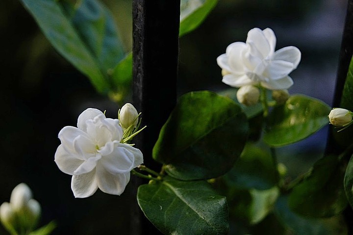 特写茉莉花