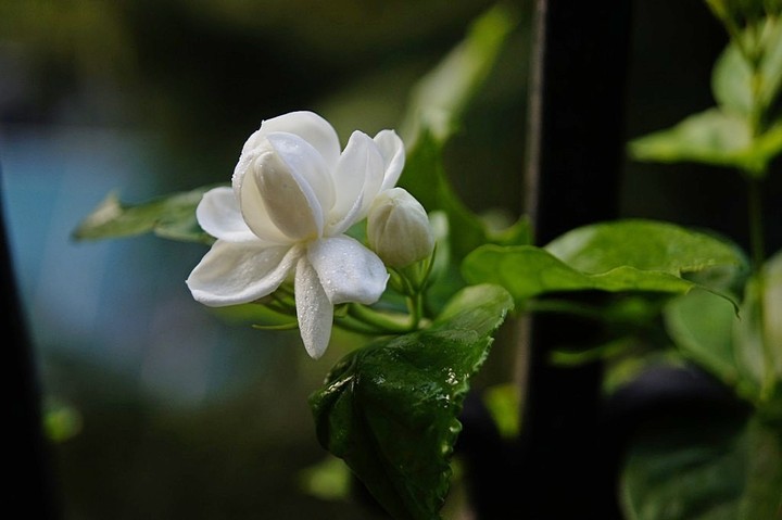 特写茉莉花