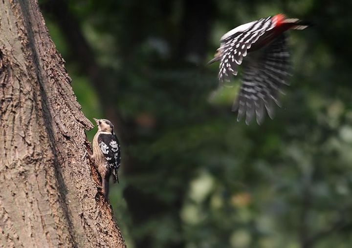 【星头啄木鸟和大斑啄木鸟摄影图片】户外生态摄影_太平洋电脑网摄影部落