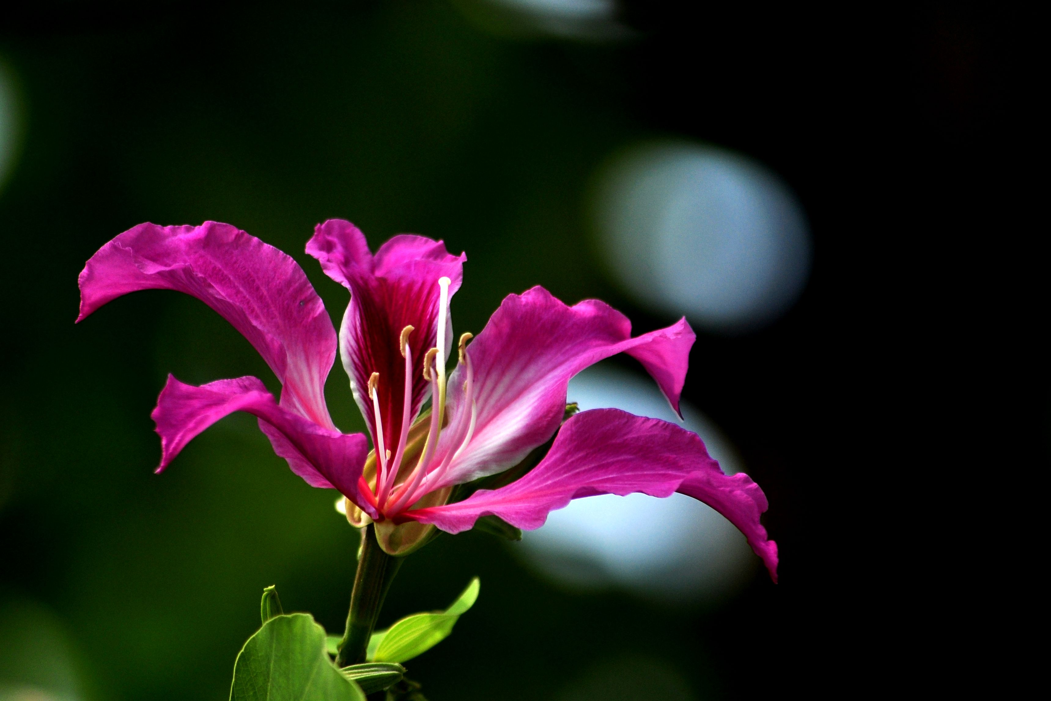【绚丽的紫金花摄影图片】生态摄影_高原的博客_太平洋电脑网摄影部落