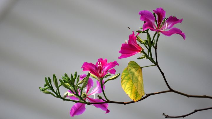 【秋天的紫荆花摄影图片】广州天河生态摄影