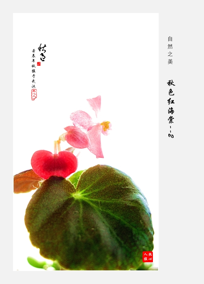 写意秋海棠
